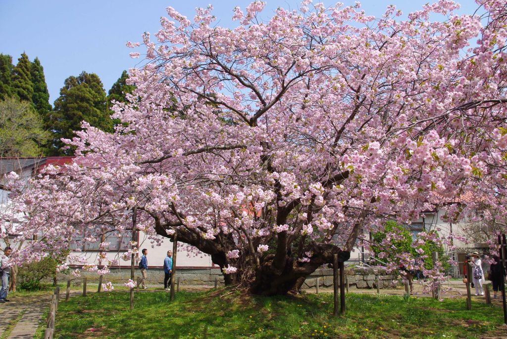血脈桜・太い幹で大きく枝を延ばす