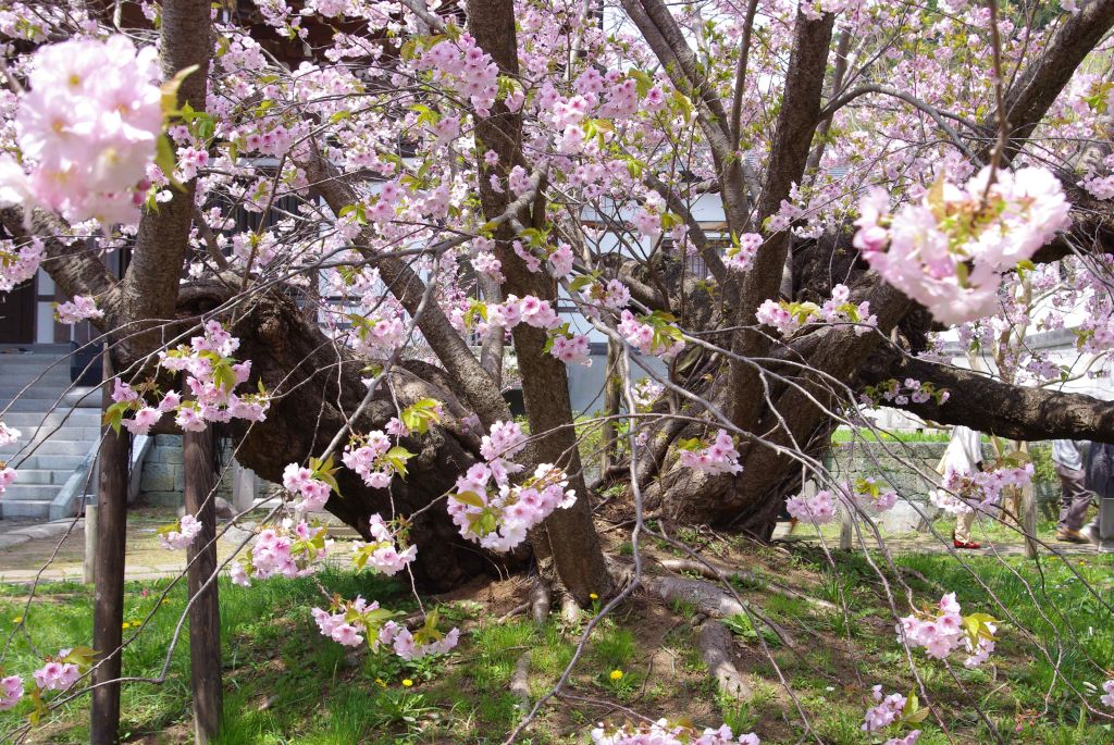 血脈桜・二分する幹と根の力強さ