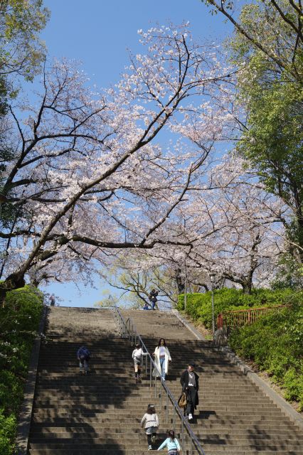 大阪城の桜