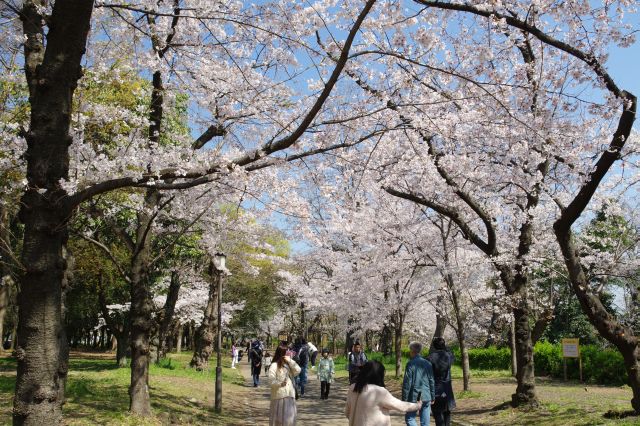 大阪城の桜