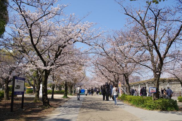 大阪城の桜