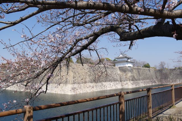 大阪城の桜