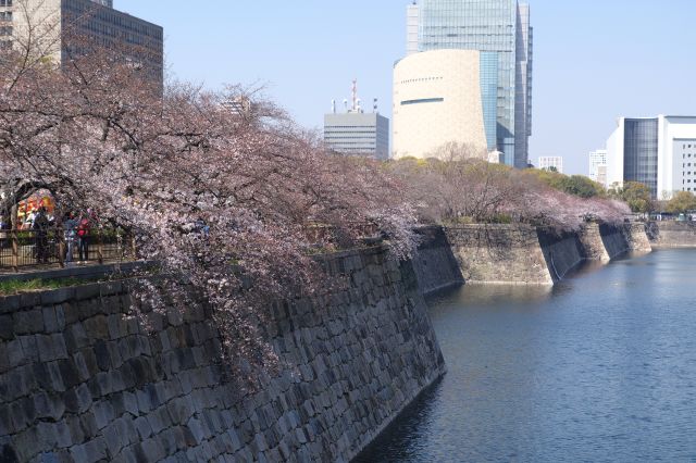 大阪城の桜