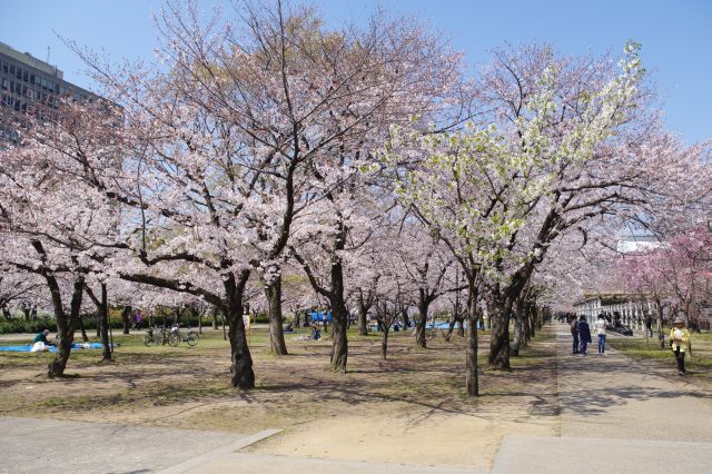 大阪城の桜