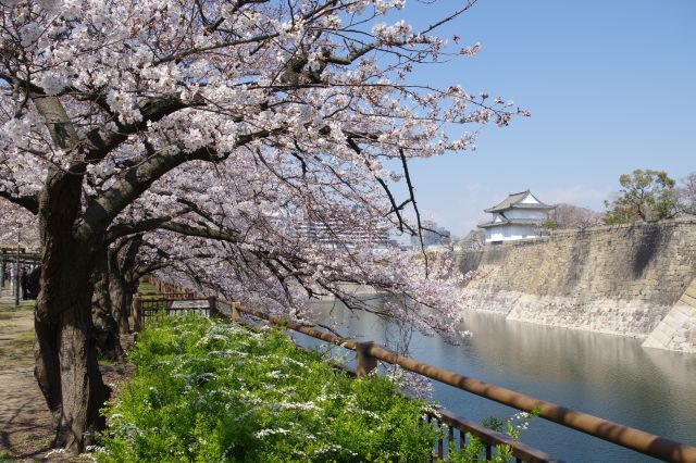 大阪城の桜