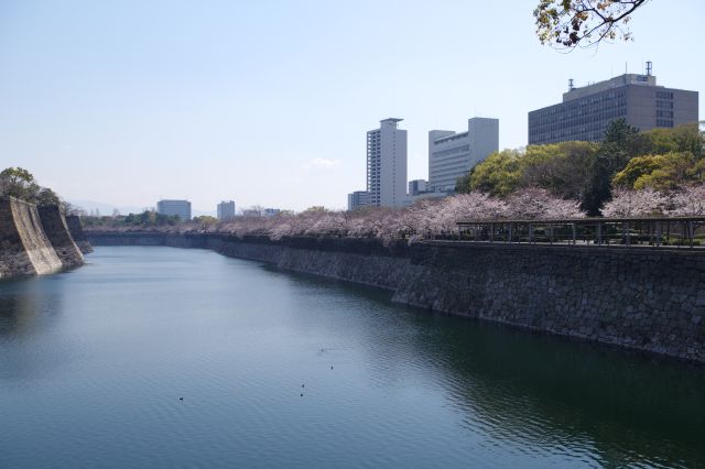 大阪城の桜