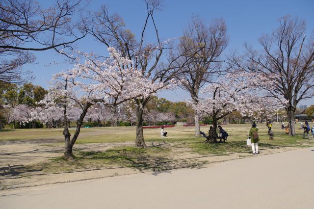 大阪城・西の丸庭園の桜