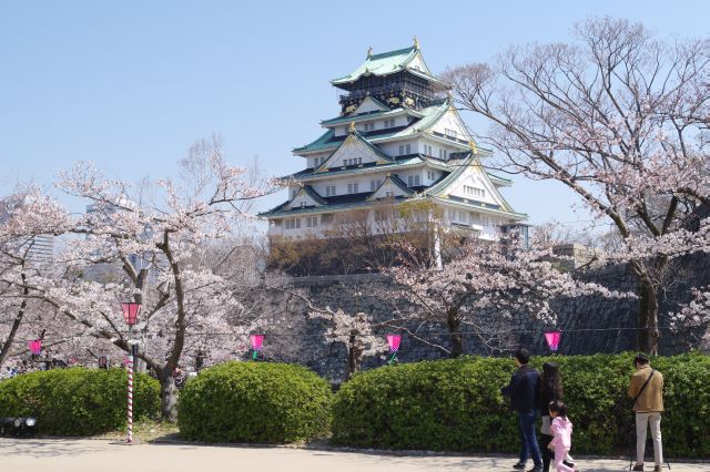 大阪城・西の丸庭園の桜