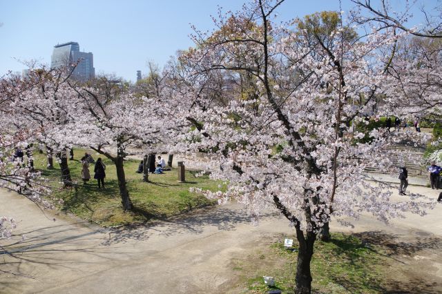 大阪城・西の丸庭園の桜