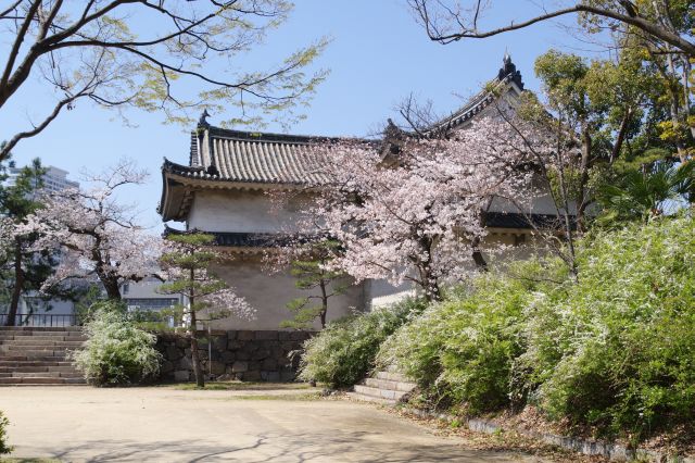 大阪城・西の丸庭園の桜