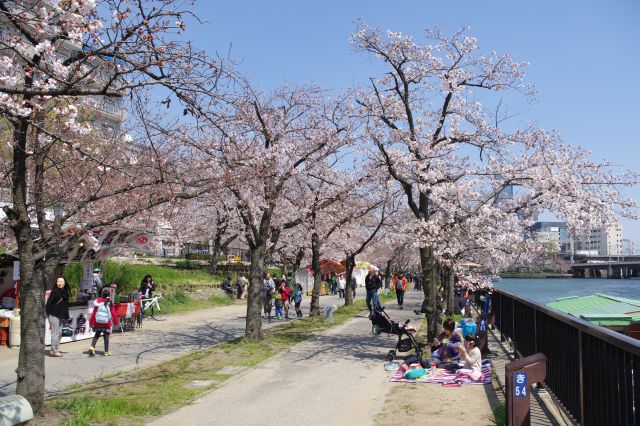 毛馬桜之宮公園の桜