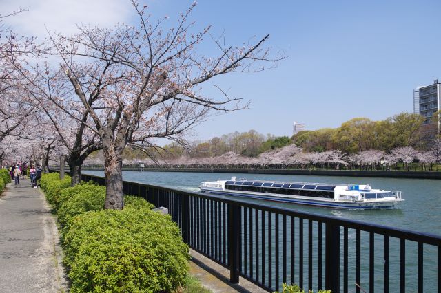 毛馬桜之宮公園の桜