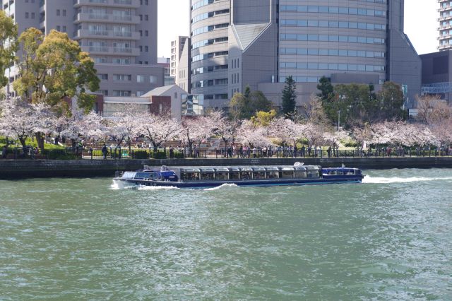 毛馬桜之宮公園の桜