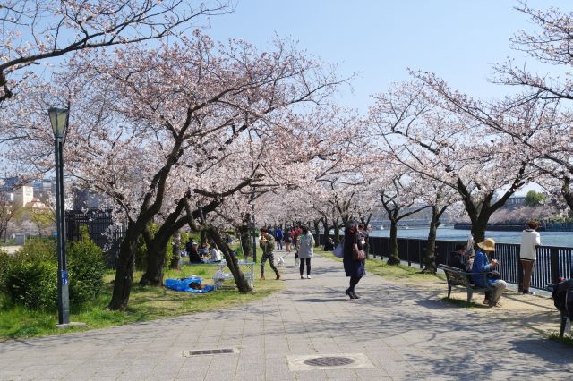 毛馬桜之宮公園の桜