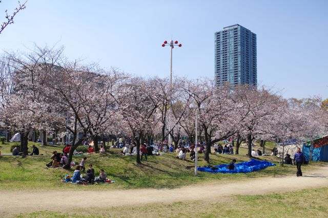 毛馬桜之宮公園の桜