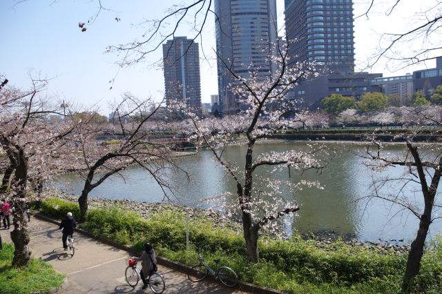 毛馬桜之宮公園の桜