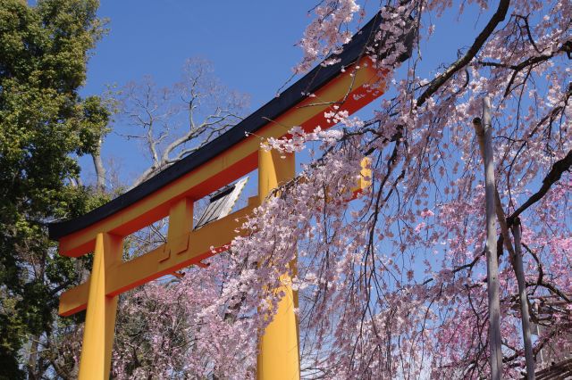 平野神社の桜