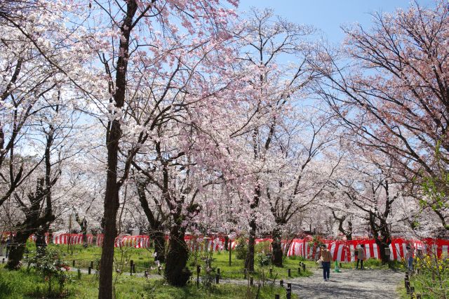 平野神社の桜