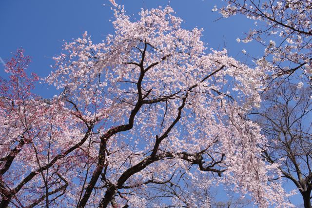 平野神社の桜