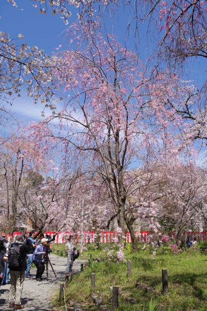 平野神社の桜