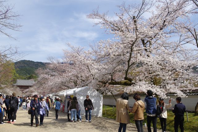 醍醐寺の桜