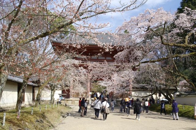 醍醐寺の桜