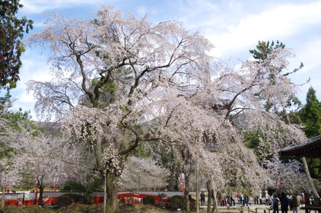 醍醐寺の桜