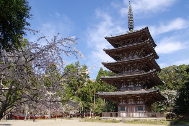 醍醐寺の桜