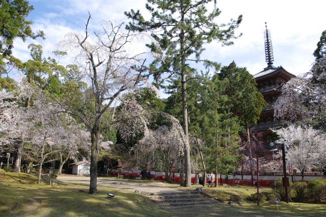 醍醐寺の桜