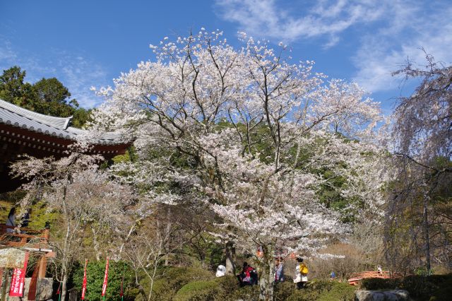 醍醐寺の桜