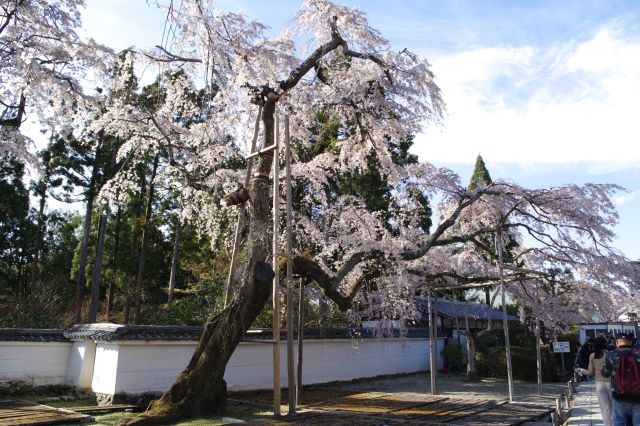 醍醐寺の桜