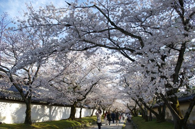 醍醐寺の桜