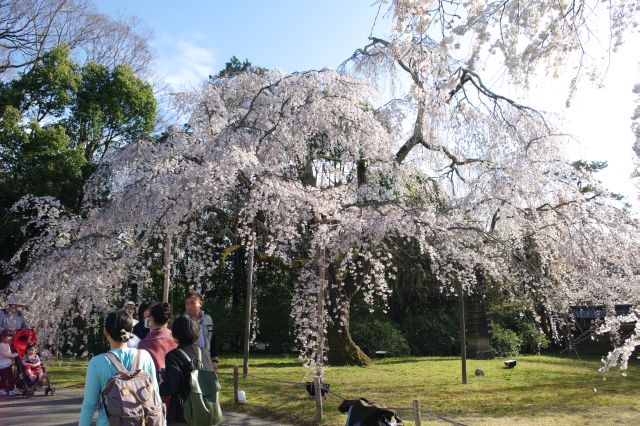 醍醐寺の桜