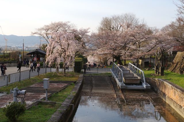 蹴上インクラインの桜