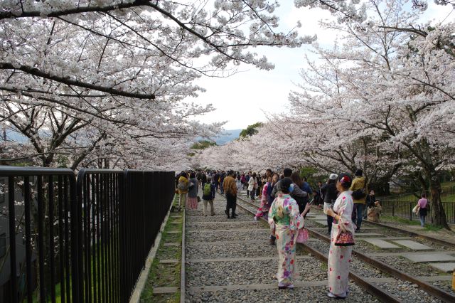 蹴上インクラインの桜