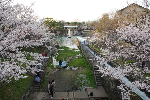 蹴上インクラインの桜