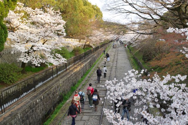 蹴上インクラインの桜