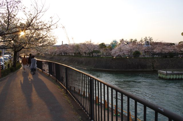 岡崎疏水の桜