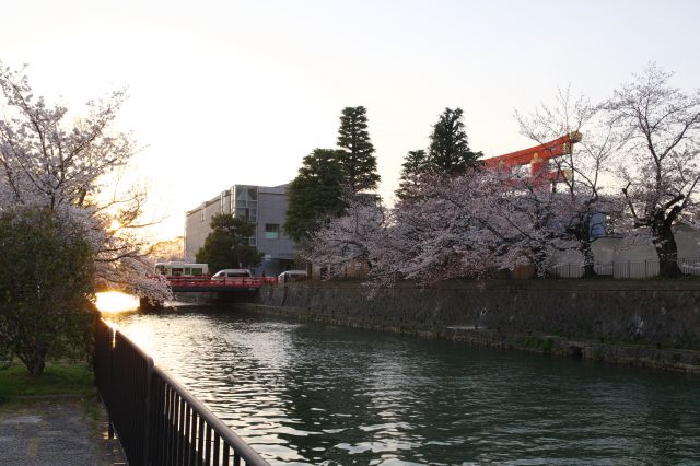 岡崎疏水の桜