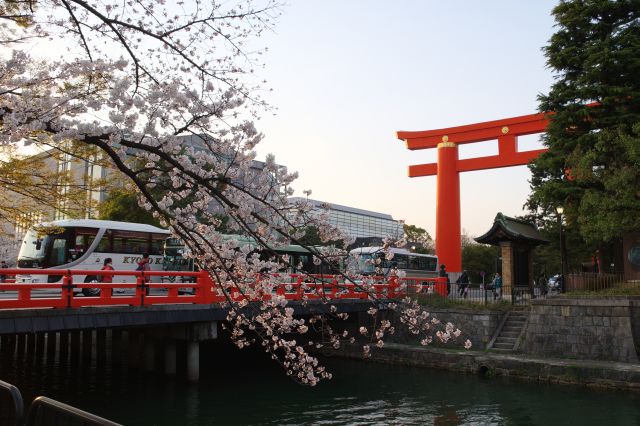 岡崎疏水の桜