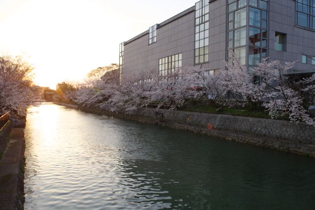 岡崎疏水の桜