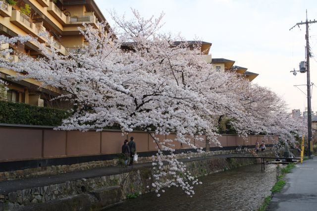 岡崎疏水付近の白川の桜