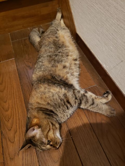 階段の下の猫