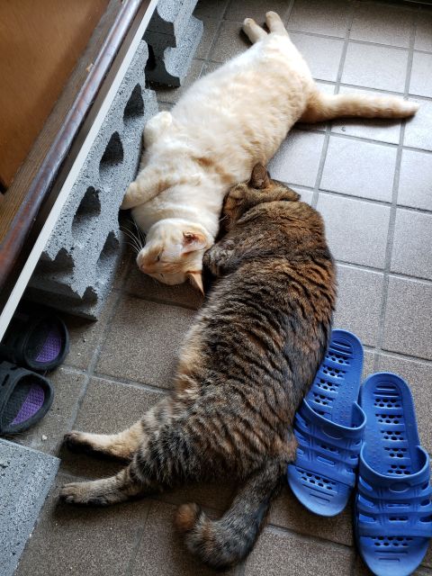 玄関のタイルの上の猫