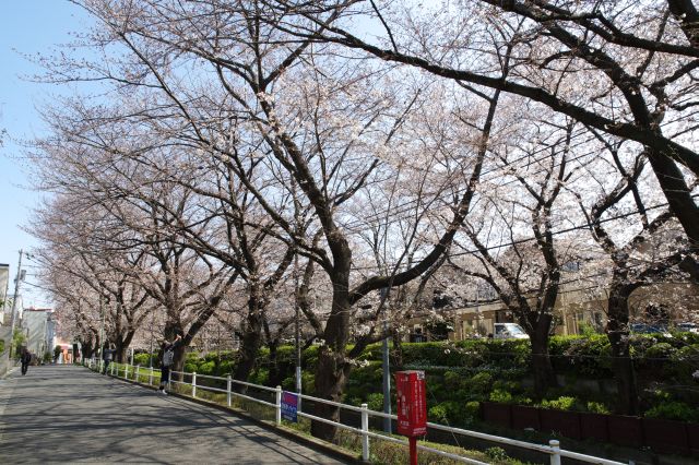 桜坂・左側