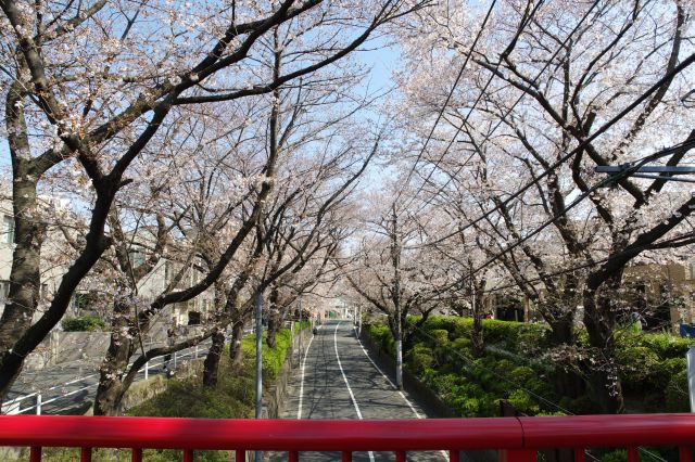 桜坂・橋の上から