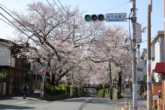 桜坂・さくら坂上