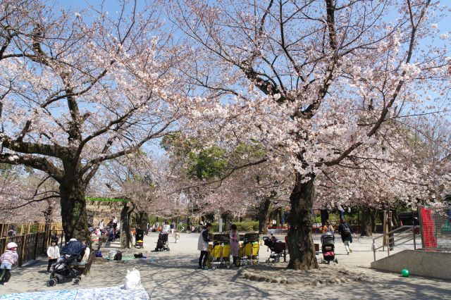 洗足池・桜