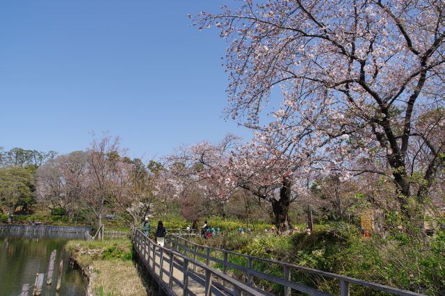 洗足池・池沿いの遊歩道