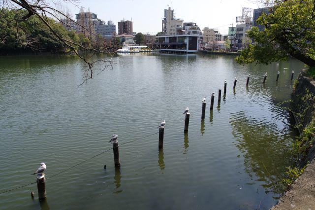 洗足池・鳥たち